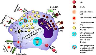 Advances in Cardiovascular Disease Lipid Research Can Provide Novel Insights Into Mycobacterial Pathogenesis